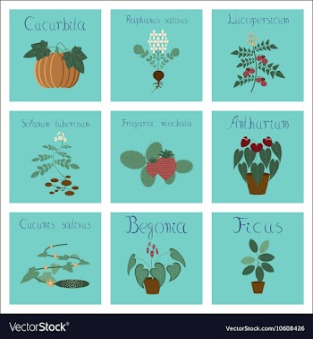 Assembly of flat Cucurbita raphanus vector image