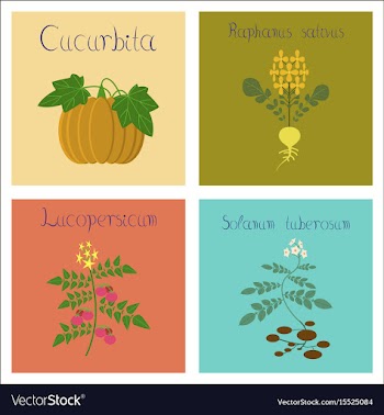 Assembly of flat cucurbita raphanus vector image