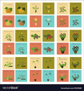 Assembly of flat cucurbita raphanus vector image