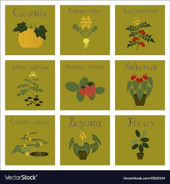 Assembly of flat cucurbita raphanus vector image