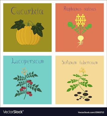 Assembly of flat cucurbita raphanus vector image