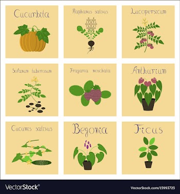 Assembly of flat cucurbita raphanus vector image
