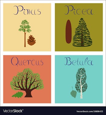 Assembly of flat Pinus Picea Quercus vector image