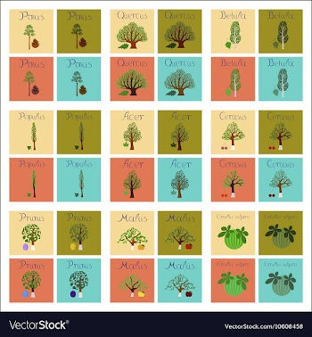 Assembly of flat Pinus Picea Quercus vector image