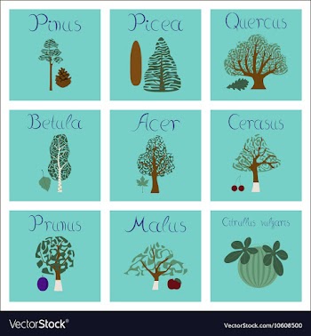 Assembly of flat Pinus Picea Quercus vector image