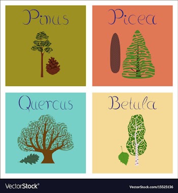 Assembly of flat pinus picea quercus vector image