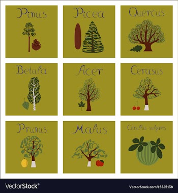 Assembly of flat pinus picea quercus vector image