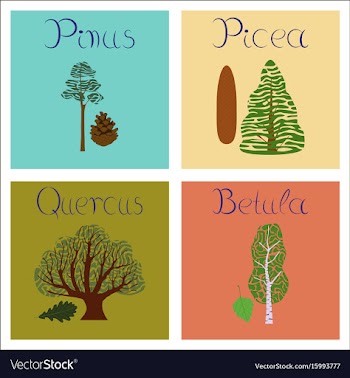Assembly of flat pinus picea quercus vector image