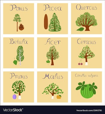 Assembly of flat pinus picea quercus vector image