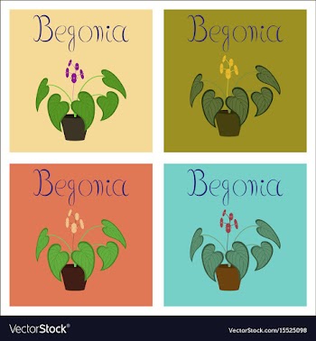 Assembly of flat plant begonia vector image