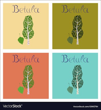 Assembly of flat plant betula vector image