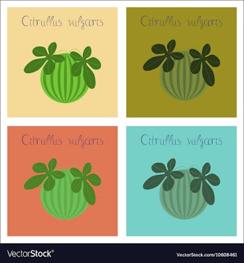 Assembly of flat plant Citrullus vector image