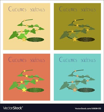 Assembly of flat plant Cucumis vector image