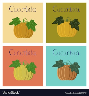 Assembly of flat plant cucurbita vector image