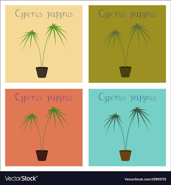 Assembly of flat plant cyperus vector image