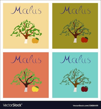 Assembly of flat plant Malus vector image