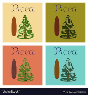 Assembly of flat plant Picea vector image