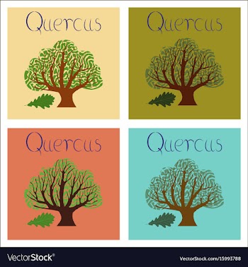 Assembly of flat plant quercus vector image