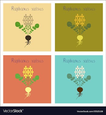 Assembly of flat plant raphanus vector image