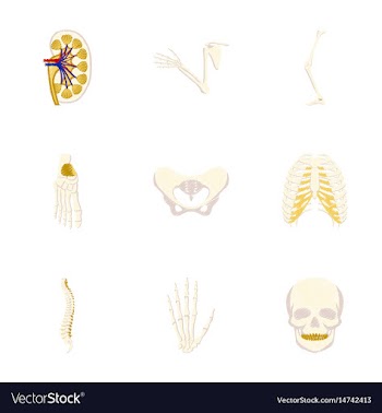 Assembly of flat shading style icon human bones vector image
