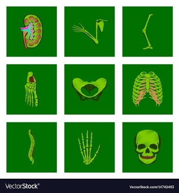 Assembly of flat shading style icon human bones vector image