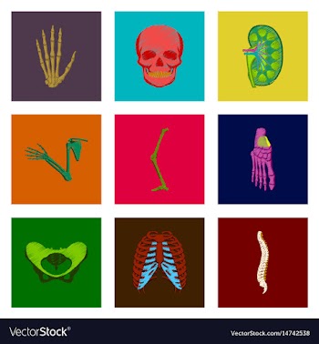 Assembly of flat shading style icon human bones vector image