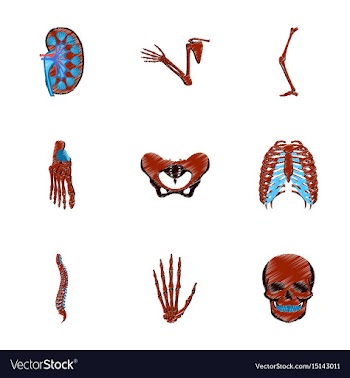 Assembly of flat shading style icon human bones vector image