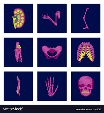 Assembly of flat shading style icon human bones vector image