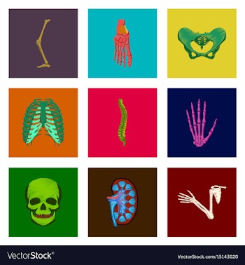 Assembly of flat shading style icon human bones vector image