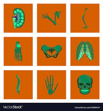 Assembly of flat shading style icon human bones vector image