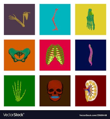 Assembly of flat shading style icon human bones vector image
