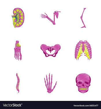 Assembly of flat shading style icon human bones vector image