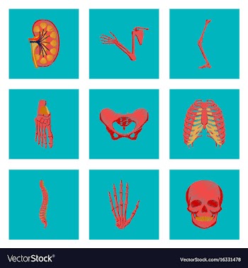 Assembly of flat shading style icon human bones vector image