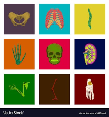 Assembly of flat shading style icon human bones vector image