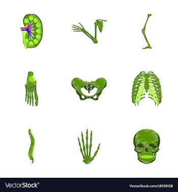 Assembly of flat shading style icon human bones vector image