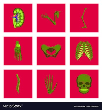 Assembly of flat shading style icon human bones vector image