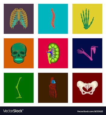 Assembly of flat shading style icon human bones vector image