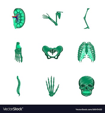 Assembly of flat shading style icon human bones vector image
