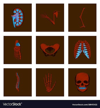 Assembly of flat shading style icon human bones vector image