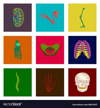 Assembly of flat shading style icon human bones vector image
