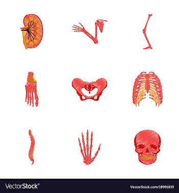 Assembly of flat shading style icon human bones vector image