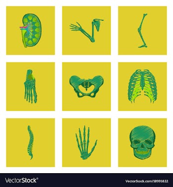 Assembly of flat shading style icon human bones vector image