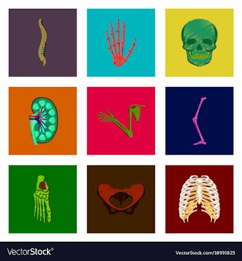 Assembly of flat shading style icon human bones vector image