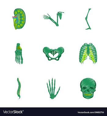 Assembly of flat shading style icon human bones vector image
