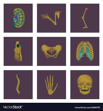 Assembly of flat shading style icon human bones vector image