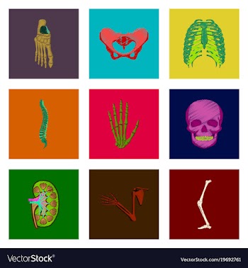 Assembly of flat shading style icon human bones vector image