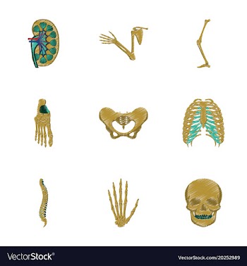 Assembly of flat shading style icon human bones vector image