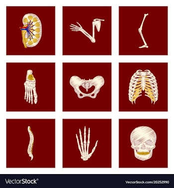 Assembly of flat shading style icon human bones vector image