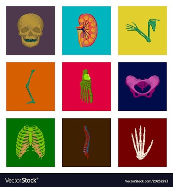 Assembly of flat shading style icon human bones vector image