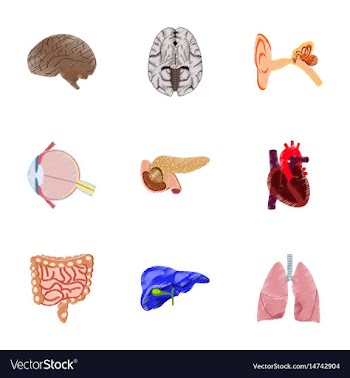 Assembly of flat shading style icon human organs vector image